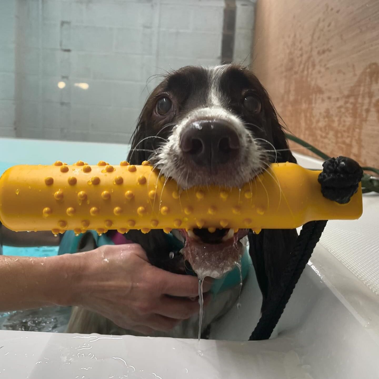 Dog in hydrotherapy pool