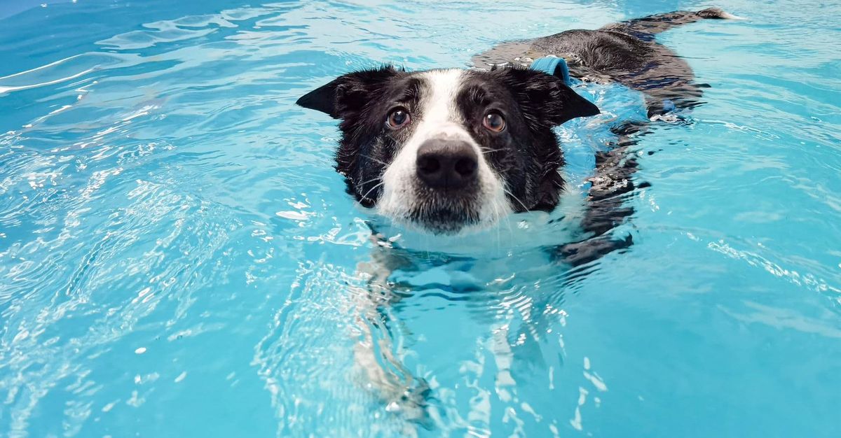 Dog in Hydrotherapy Pool